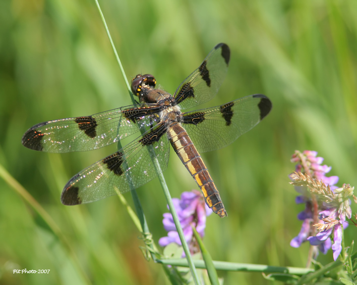 Libellula pulchella - Twelve-spotted skimmer female (Libellule gracieuse)