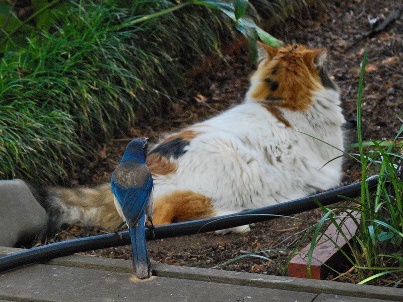 My Cat and her Scrub Jay1547cr