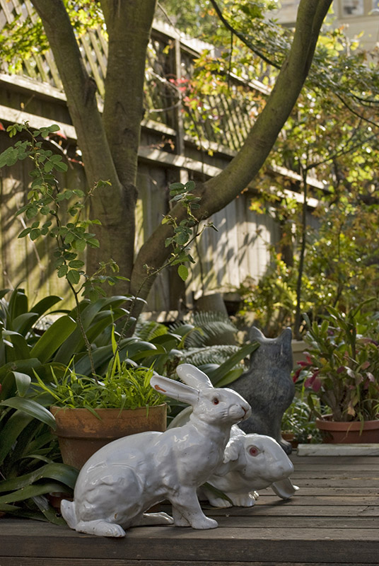 Rabbits1690a.jpg