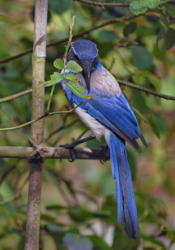 Scrub Jay1680a.jpg