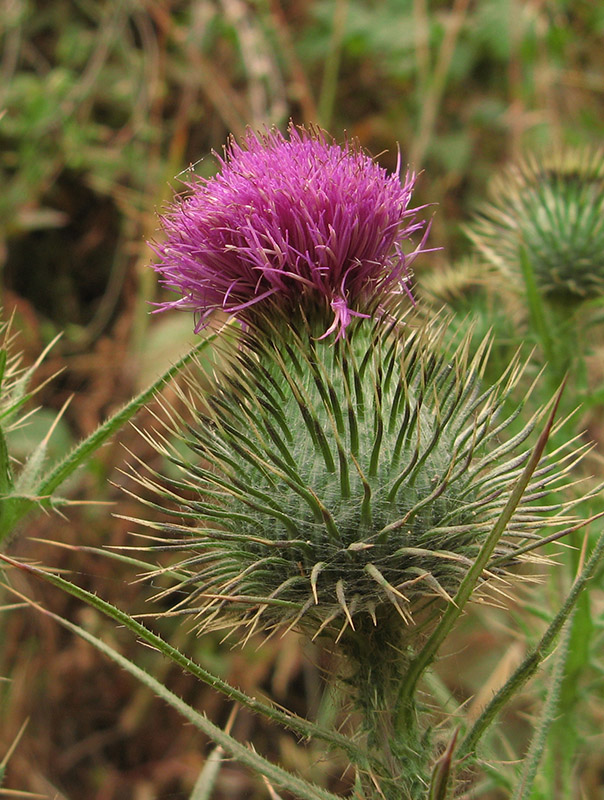 Thistle blossom0630