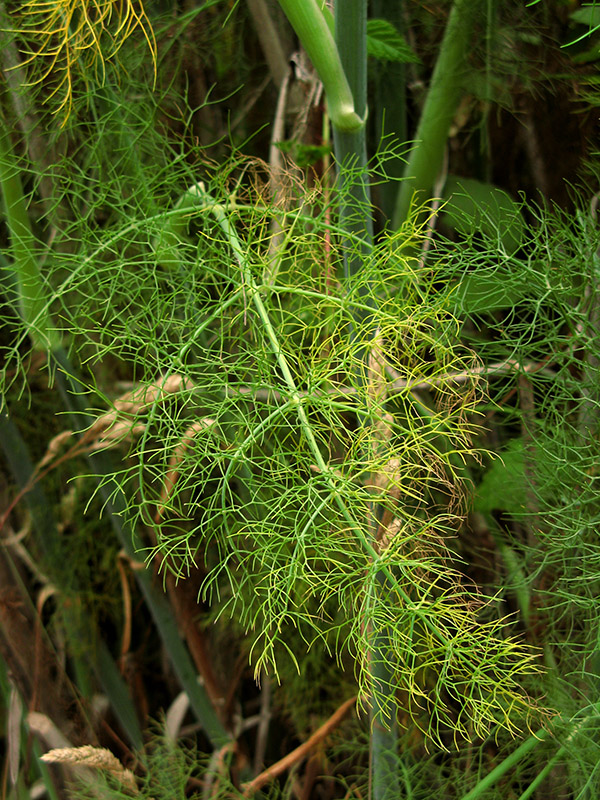 Wild Fennel0617