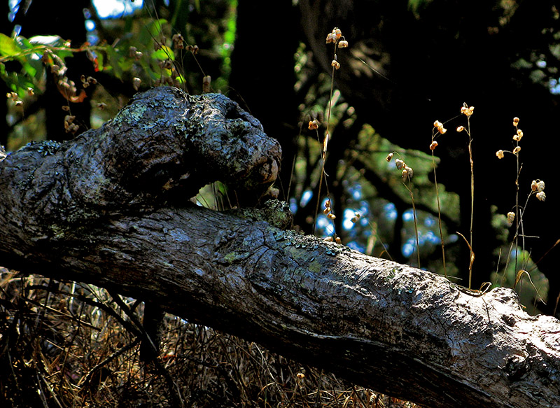 Tree sculpture0848