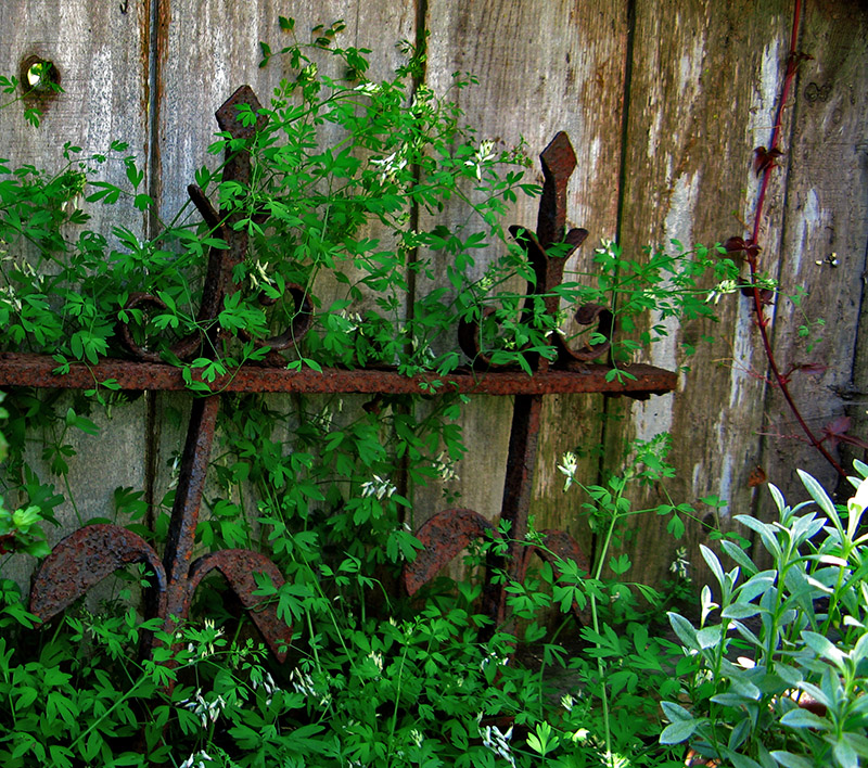 Old Iron Fence<br />0816