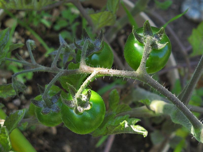 Little green tomatoes<br />0895