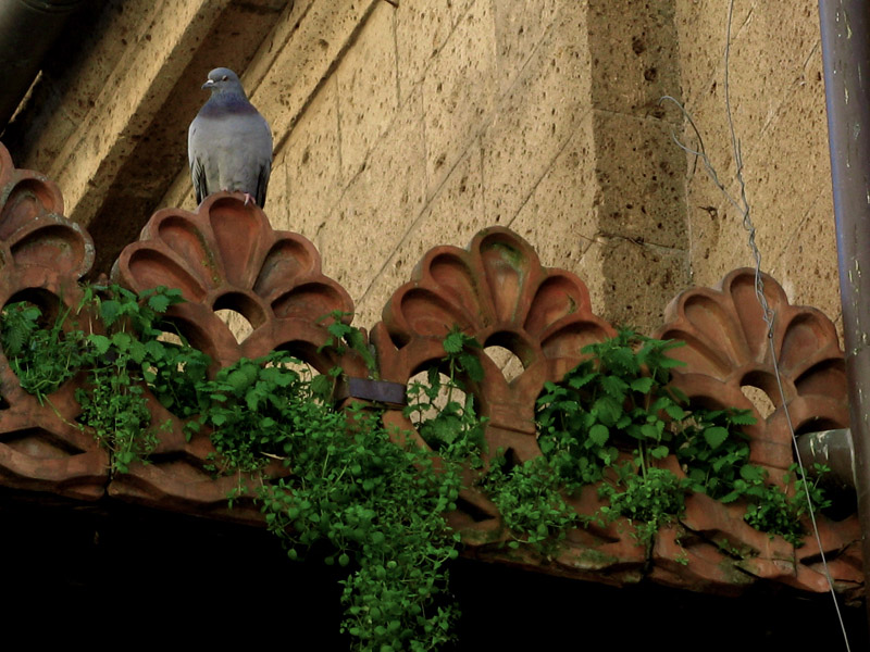 Pigeon watching 8609