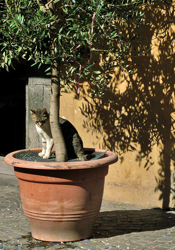 Friendly cat on Piazza della Repubblica8610