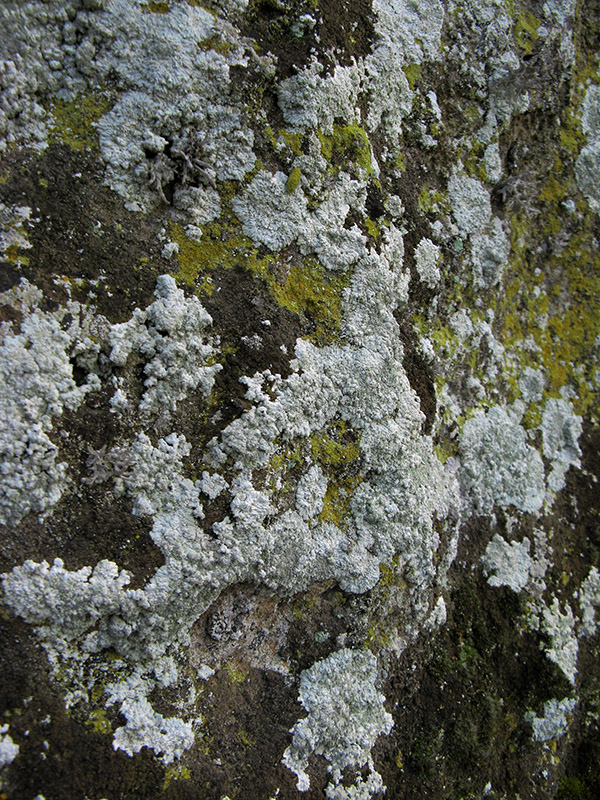 Moss and lichen on the tufa wall8721