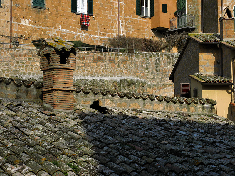 A black cat sunning itself on a roof8958