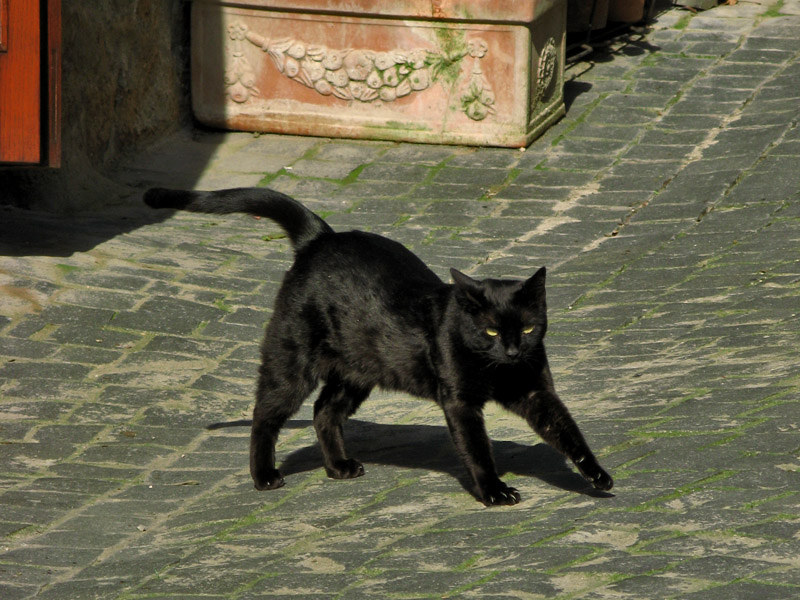 A black cat stretches8962