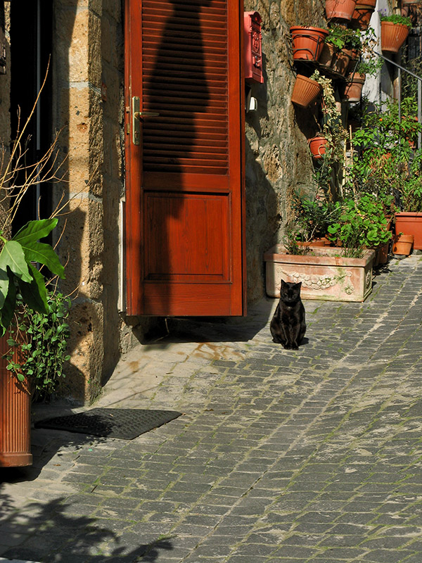 Pretty street with black cat8961