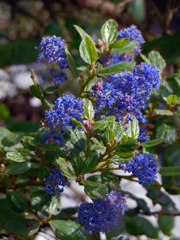 *7*<br />Natural Blues