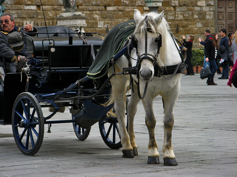 Carriage on Piazza della Signoria0188.jpg