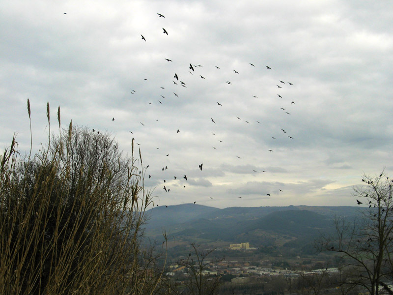 A flock of pigeons2344