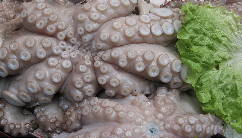 Piovra -- Octopus<br />0422cr