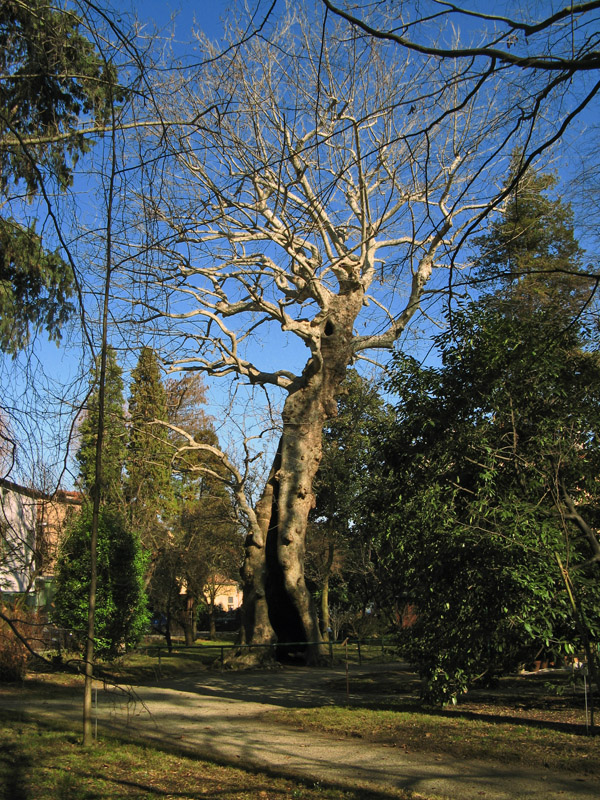 Plane Tree in Orto Botanico3127.jpg