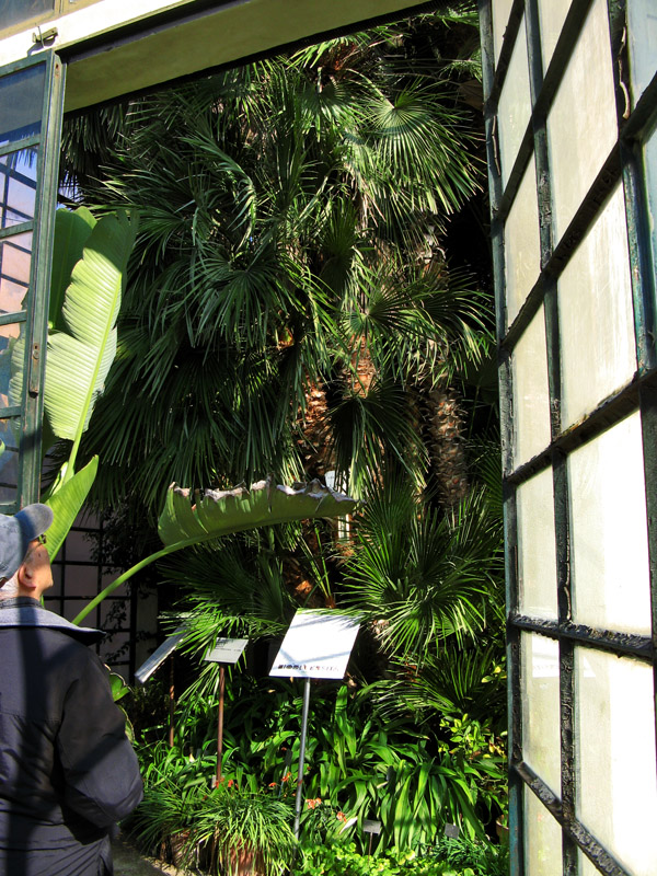 Goethes Palm<br />3129.jpg