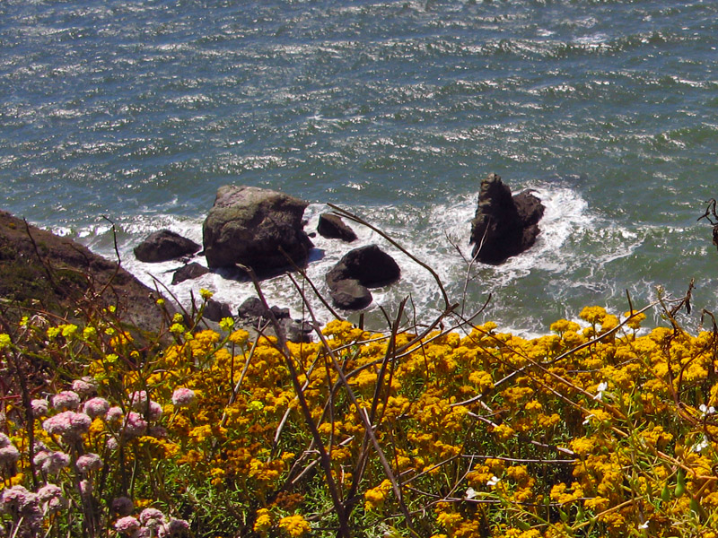 Wild flowers bloom on the cliffs 4473.jpg