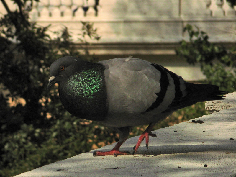 Pigeon in the Pincio Park3900