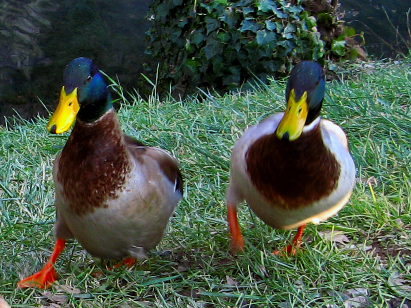 Ducks in the Park4778