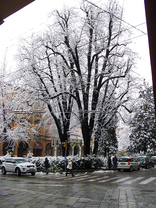 Crystal Trees on Piazza Cavour4889