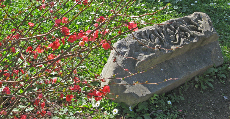 Old Stone and quince blossoms 0674