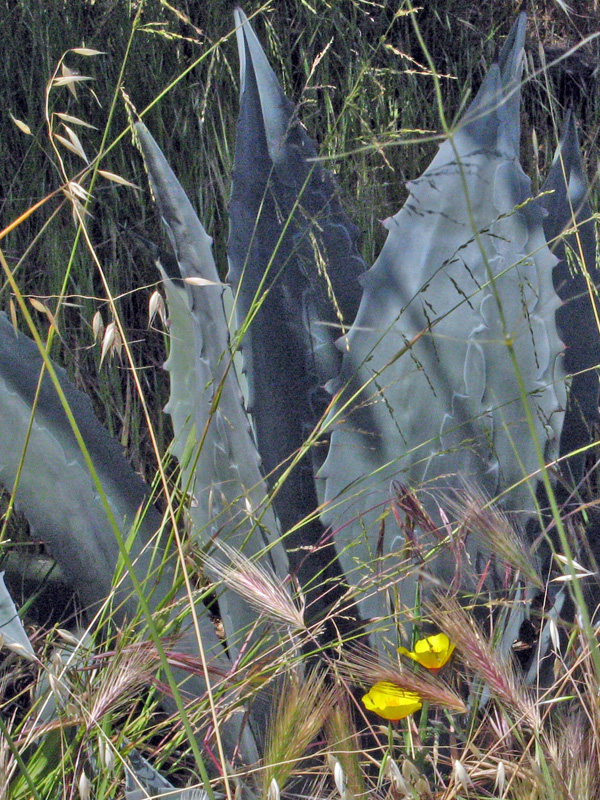 Grasses, agave and poppies   0885det2