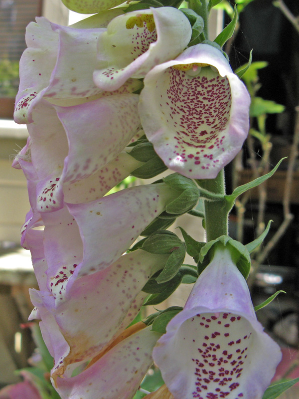 Foxglove  1107