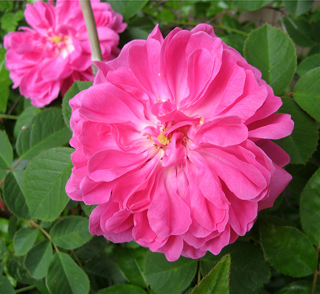 Old Rose -  dark pink   1169
