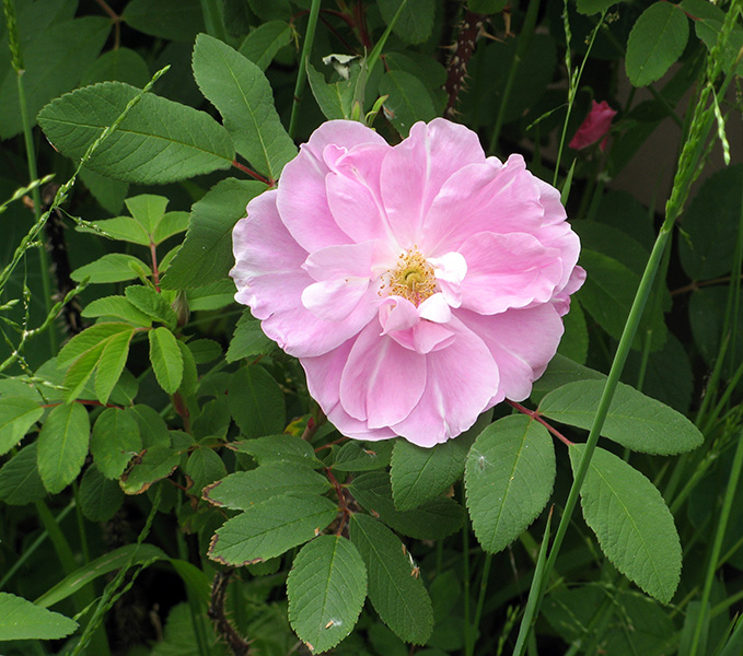 Old rose -  light pink   1165