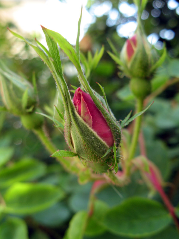 Rose buds  showing color   1325