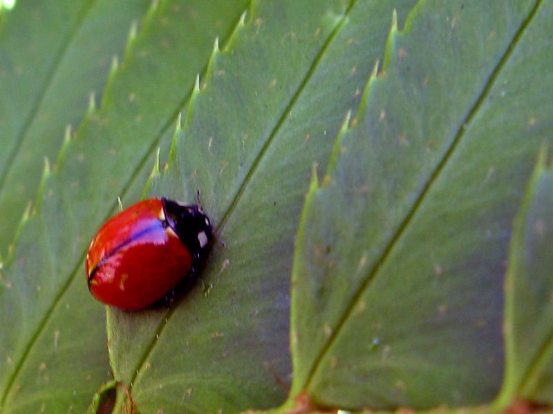 Lady bug closeup  1476