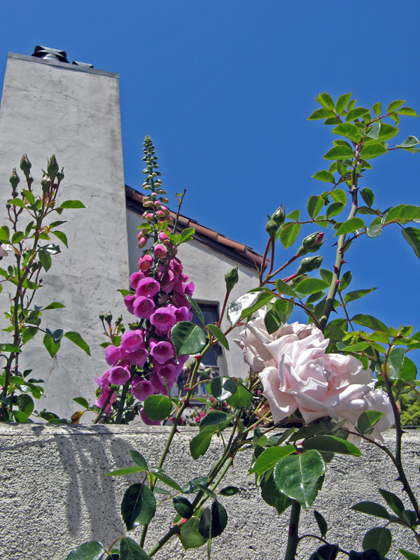 Foxgloves and roses  1525
