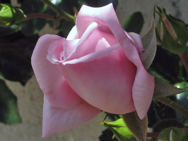 New Dawn rose  1528