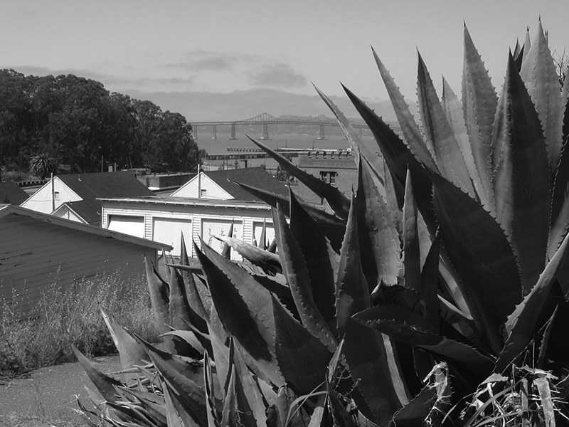 Agave and view, Pt. Molate 1873LABgs.jpg