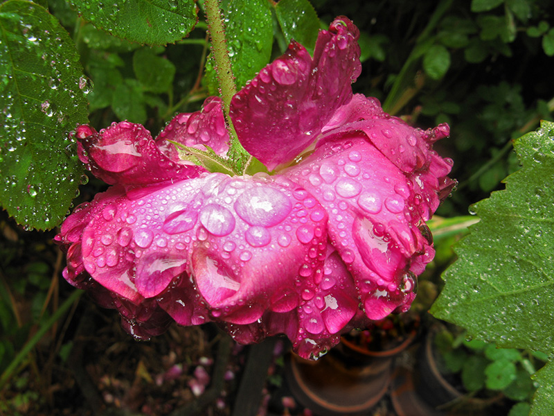 Gallica rose after the rain2448