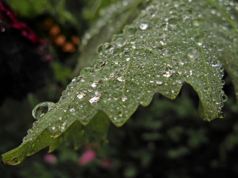 Raindrops on grape leaf2460