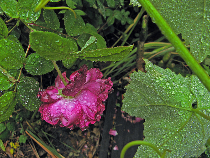 Gallica rose with raindrops2473
