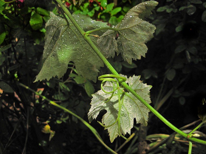 Grape leaves 2489