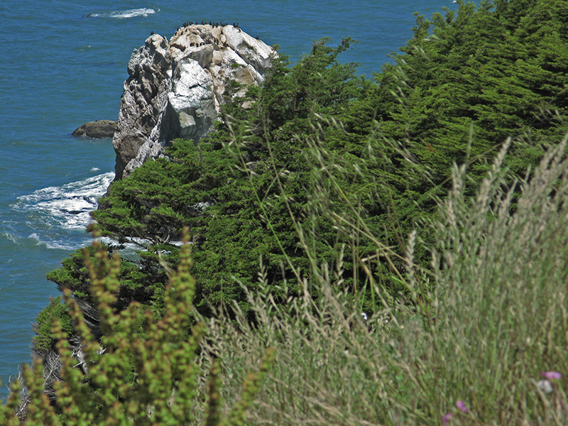 A rock favored by cormorants2533