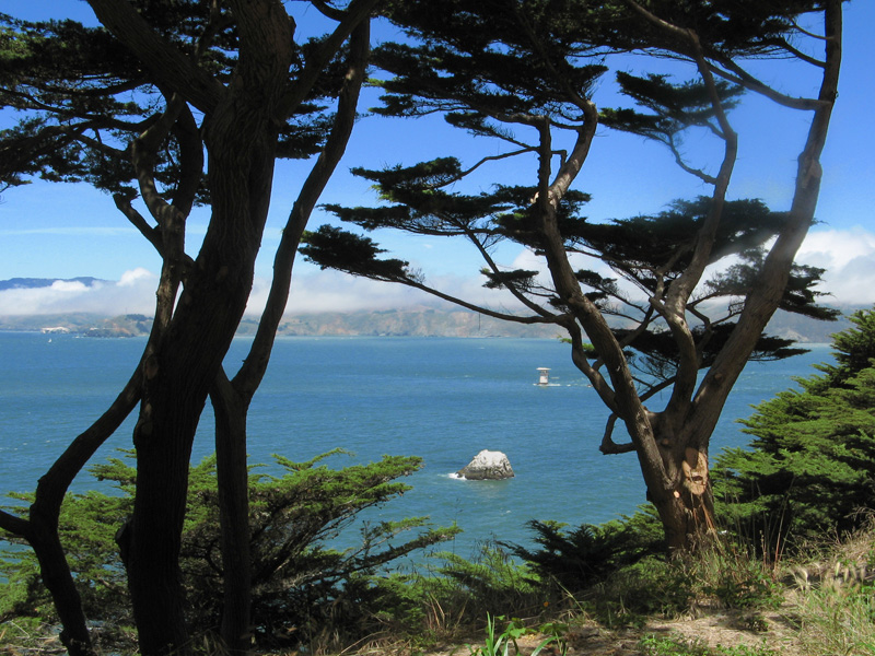 Monterey Cypress trees frame a view<br />2553