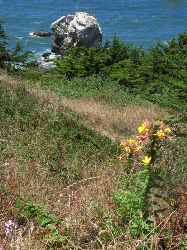 Summer wildflowers 2569