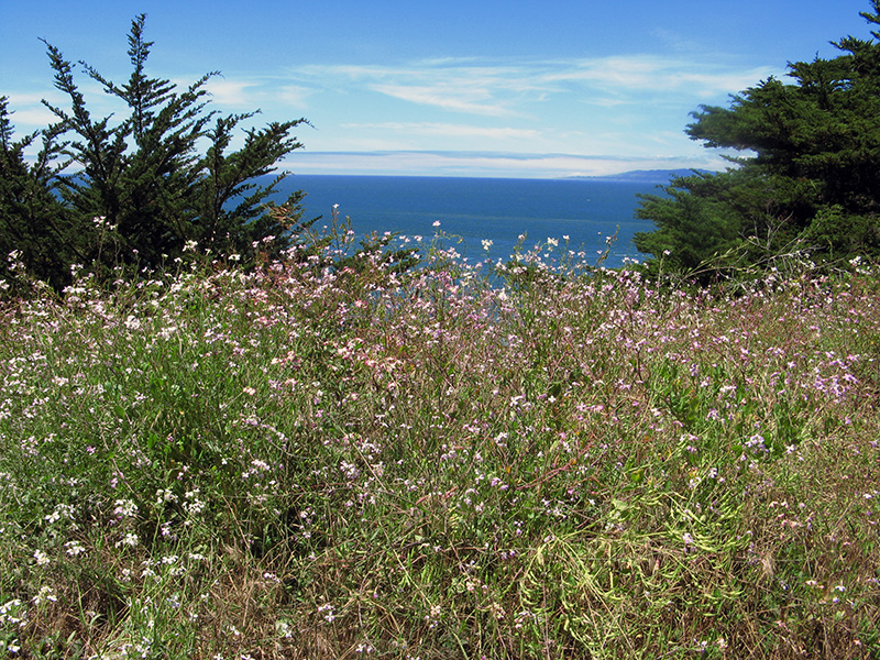 A tangle of wild radish2572