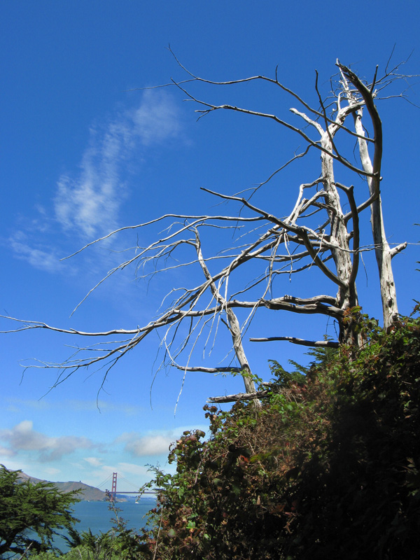 Silvery branches 2580
