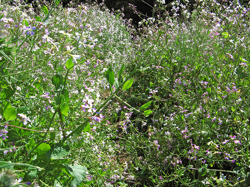 Path hidden among wildflowers2597