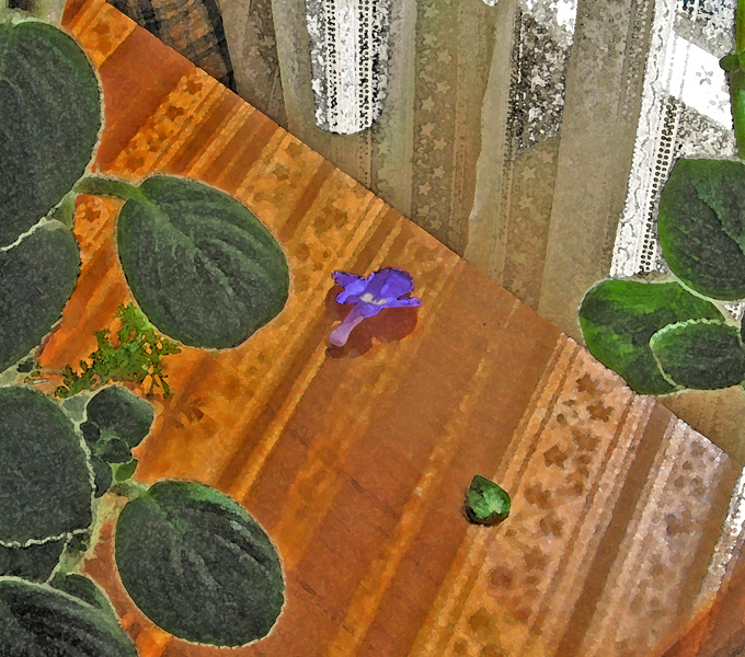 Streptocarpus with water color effect 2839cwc