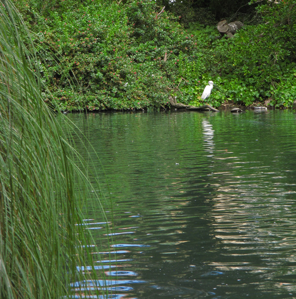 An egret poses out of reach <br/>2868c