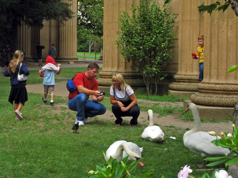 The park's swans love attention 2890
