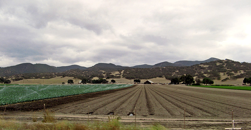 Neat furrows and oak studded hills 3084