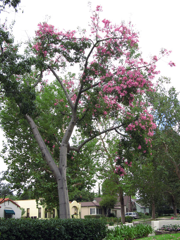 Floss Silk Tree, Chorisia speciosa  3413